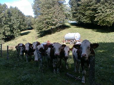 Kuhparade im schweizerischen Jura