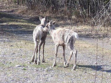 Alaska