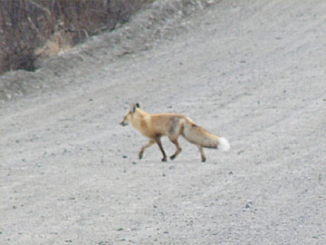 Alaska