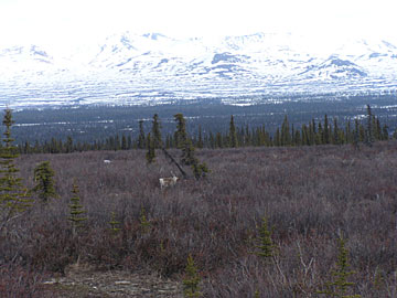 Alaska