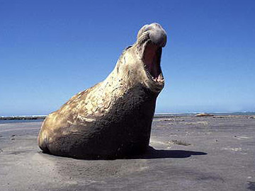 Seeelefant